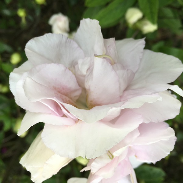 Flowers in Sintec Park