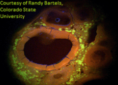 Ultrafast Laser in Life Science